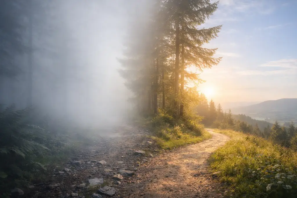 A forest path transitioning from fog to clear light, illustrating overwhelm vs confusion and how clarity returns as the nervous system settles.